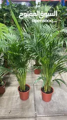  10 Areca Palm Natural