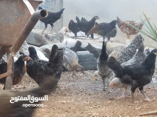  1 فرخات دجاج بلدي للبيع