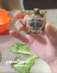  2 سلاحف بيبي وجمع الاحجام. تربيه مزرعه صحه ونظافه top.  يوجد سلاحف ازواج. موسم تكاثرهم.