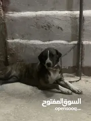  3 انثى بولتر