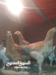  4 دجاج براهمي