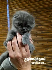  4 قطط سكوتش فولد مميزة للبيع ب سعر مغري جدا