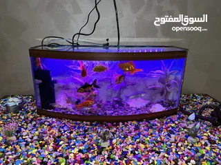  1 حوض سمك مع جميع اغراضو والسمك للبيع