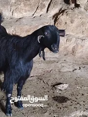  7 ثنايا شاميات  نخب كفاله حليب