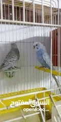  11 اللبيع 3جواز حب اللبيع اربد دوار صحاره مع 3كواخ وقفص 3معالف
