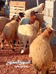  4 خرفان وطنيه للبيع