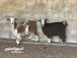  1 شاه من حلال بني سعيد ماشاءالله