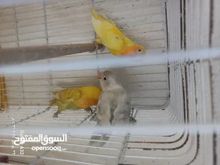  3 مخاليف فيشر اقرأ الوصف