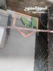  25 ببغات دره هندي