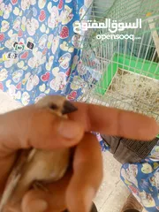  4 حسون صحراوي  شحرور.