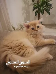  6 قط  هملايا  عمر 3 شهور ولاده في البيت بصحه جيده ولله الحمد