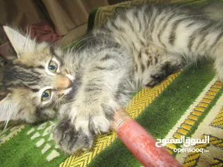  11 Kittens for sale