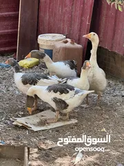  4 مجموعه طيور للبيع