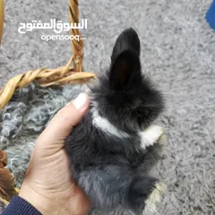  14 أرانب نوع تيدي بير وليون هيد