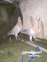  8 حمام للبيع