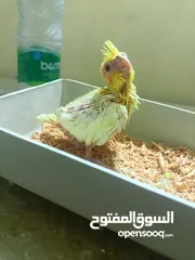 1 فرخ زق يدوي
