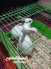  1 ارانب عدد 2 مع قفص فرنسي لون ابيض ، لعدم التفرغ