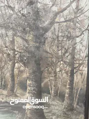  2 للبيع لوحة فنية قديمة جداً  مرسومة بألوان زيتية وتوقيع بإسم الفنان silva
