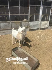  3 جدايه وكباشه لبيع