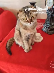  10 قطه و قط كتن كتنز بيبي القطه همالايا و صغيره شيرازي ابيض  و  سكوتش مع 7 اولاد و قنفذ و سلحفاه و بطه