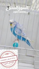  14 سعر حرققققق