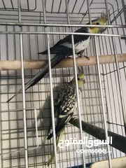  4 جوز كوكتيل شغال ميا بلميها بسعر مغري