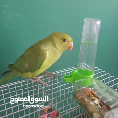  1 درة هندي أليف عمر ثلاث اشهر