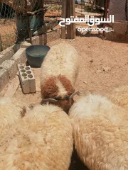  6 خمس خواريف اضاحي للبيع