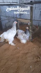  2 دجاج برهما