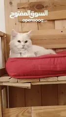  1 percian socialy kind withot voice persian cat