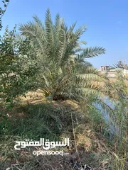  2 بستان مساحتة 2400 م