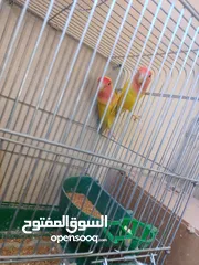  8 فراخ زق يدوي