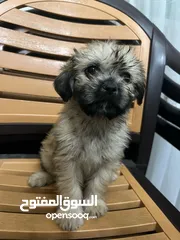  2 كلاب فرنش تيرير