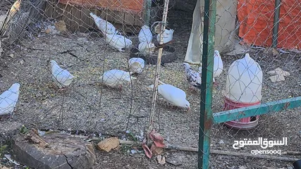 5 حمام فرنسي