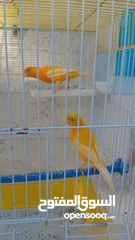 1 جوزين كنارللبيع أهالي اخذت من كل جوز بطن