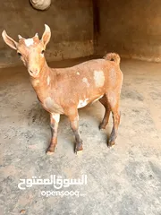  4 تيوس للبيع