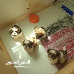  3 Shitzu puppies