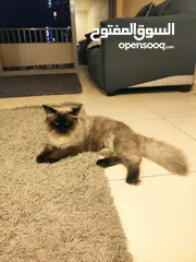  7 Male  Himalayan Cat 1year old