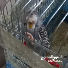  7 حب.. اناثي كبيرة وجاهزة ومعبية فل الفل  وبالفيديو ازواج مميزة الوان  مقنبرات