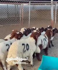  5 طليان للبيع