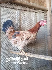  2 ديج ودجاجه تفاصيل بلوصف