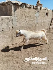  3 بسم الله ماشاءالله تبارك الرحمن ثني بعدو مو مبدل النوع (الصفدي)