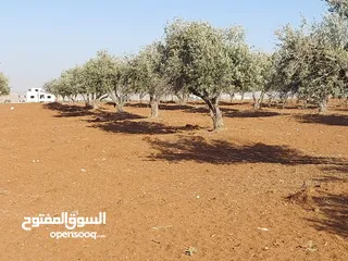  3 مادبا ماعين ارض زراعية مميزة عليها مزرعة زيتون جاهزة واصل جميع الخدمات مساحتها 4500 م