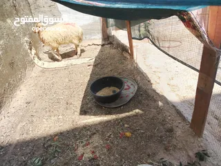  2 خارف بلدي للبيع