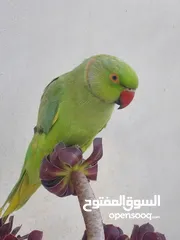  7 ببغاء درارة هندي ذكر اسمو كوكو عمر سنتين مطوق اليف جدا ما بعض نهائي لعوب بحب الاطفال