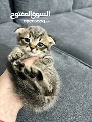  2 Scottish fold and straight,male and female