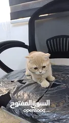  4 ذكر سكوتش شورت هير لون مميز