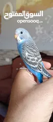  12 طيور حب نوعيه ممتازه