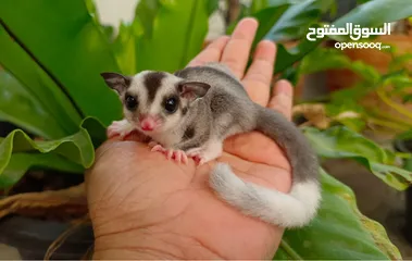  1 Suger glider السنجاب الطائر للبيع