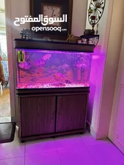  3 Fish aquarium for sale with fishes